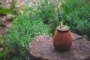 Czym wyróżnia się Yerba Mate
